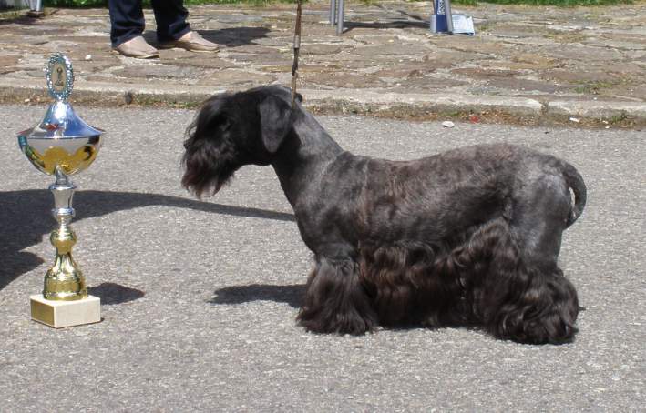 BOB - CH.Zare Kvitko