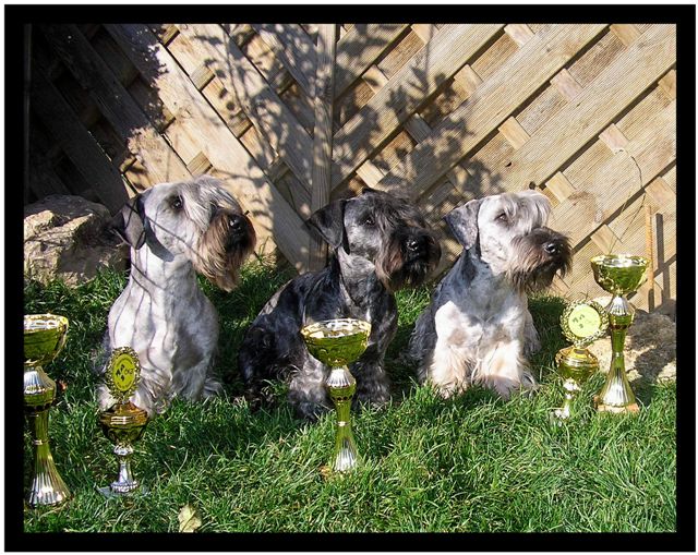 Sweet Little Sheila vom Blockhaus , Zaina vom Blockhaus, Vincent vom Blockhaus