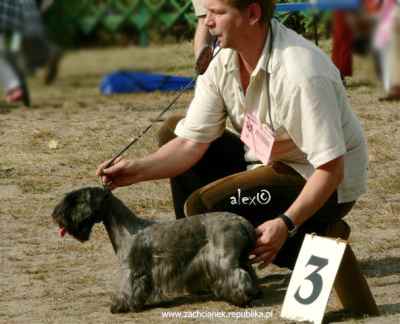 Cesky Terrier " Alenka Klanovice of Cesky Dream�s"