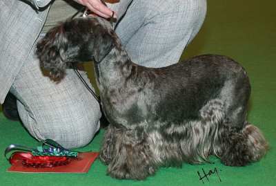 ABBA MELINA BOHEMICA