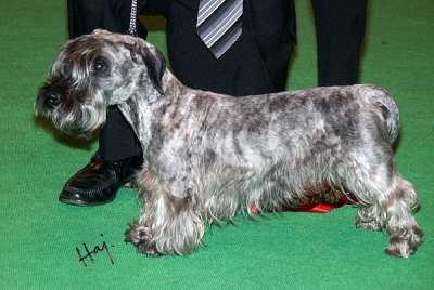 LASTEREAN KI-JE KYSELAK