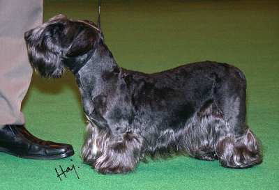 MALSVILLE LINCOLN RIDLEY