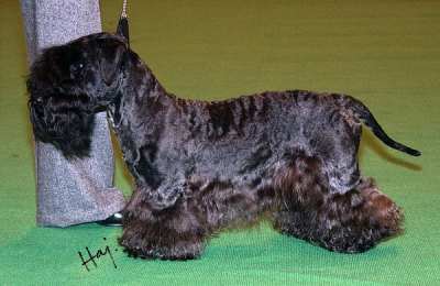 CH. TCHEKOV II DES HAUTEURS DE LA SOLE