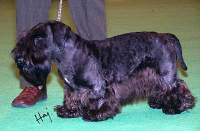 WOODSTRODE DRAK OF KOHIMA