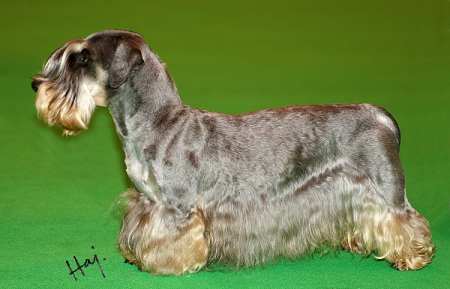 Cesky Terrier Crufts 2007 BOB " CASSENCARRIE CZECH ME OUT ShCM"
