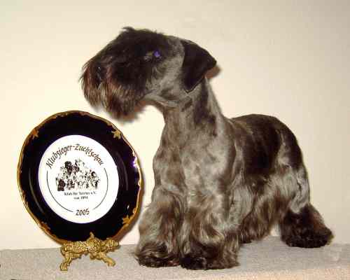 Cesky Terrier " Alenka Klanovice of Cesky Dream�s
