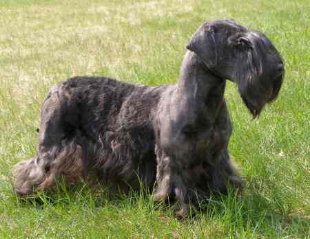 Cesky Terrier H�ndin " Gloria Kvitko" Klubsiegerin CZ �06, BOB