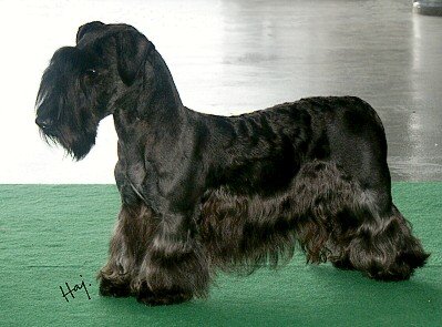 Cesky Terrier H�ndin " Berenica Pibaro ", BOB,   BRUNO 2006