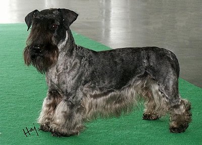 Cesky Terrier " Lucky of Bumble-Bee Castle" BOB, Interra Sieger 2006