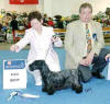 Cesky Terrier " Penelope of Bumble-Bee Castle" Europajugendsiegerin´06 FCI