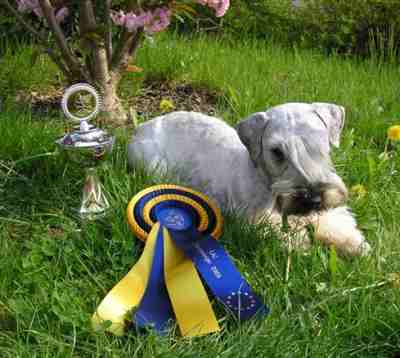 Cesky Terrier " Vincent vom Blockhaus" Europasieger VDH 06