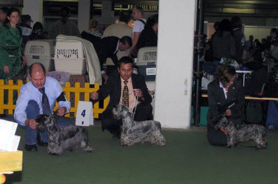 Inu Tak Hamentashen,Lotus Zlata Chara,Yanuadisichoctaw del Caviano