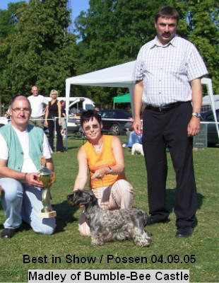 Cesky Terrier " Madley of Bumble-Bee Castle"