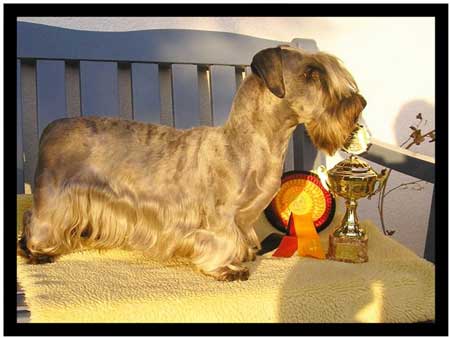 Sweet Little Sheila vom Blockhaus