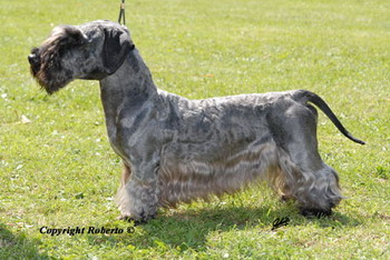 Cesky Terrier "Skywalker of bumble Bee Castle"