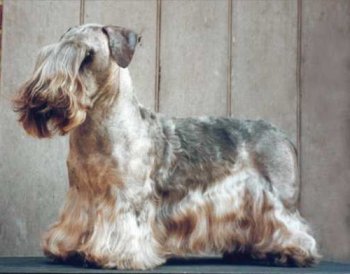 Int. Ch. Echo Lovu Zdar